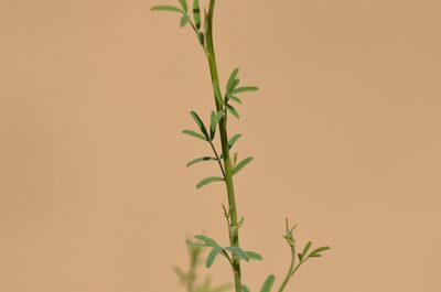 Astragalus melilotoides, photographed by Zinogre