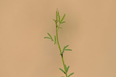 Astragalus melilotoides, photographed by Zinogre