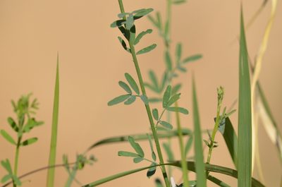 Astragalus melilotoides, photographed by Zinogre