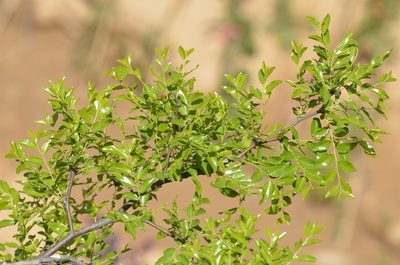 Ziziphus jujuba, photographed by Zinogre