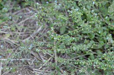 Trigonotis peduncularis, photographed by Zinogre