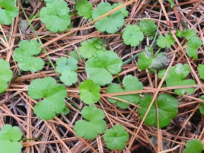 Hydrocotyle heteromeria, photographed by Jaco Grundling
