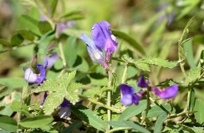 Vicia bungei, photographed by Zinogre