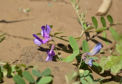 Vicia bungei, photographed by Zinogre