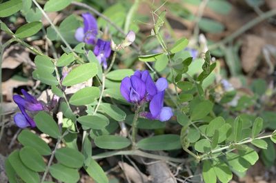 Vicia bungei, photographed by Zinogre