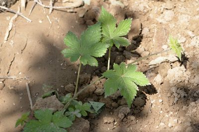Humulus scandens, photographed by Zinogre