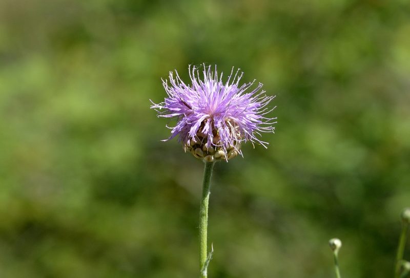Leuzea uniflora, photographed by Zinogre