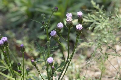 Saussurea lyrata, photographed by Zinogre