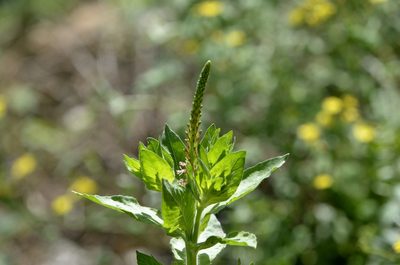 Oenothera curtiflora, photographed by Zinogre