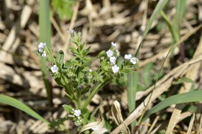 Bothriospermum secundum, photographed by Zinogre