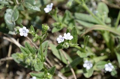 Bothriospermum secundum, photographed by Zinogre