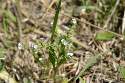 Bothriospermum secundum, photographed by Zinogre