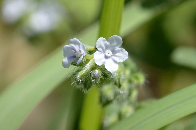 Bothriospermum secundum, photographed by Zinogre