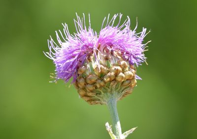 Leuzea uniflora, photographed by Zinogre