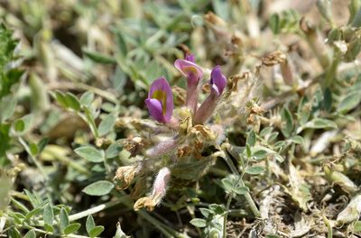 Oxytropis bicolor, photographed by Zinogre