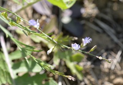 Polygala tenuifolia, photographed by Zinogre