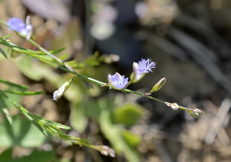 Polygala tenuifolia, photographed by Zinogre