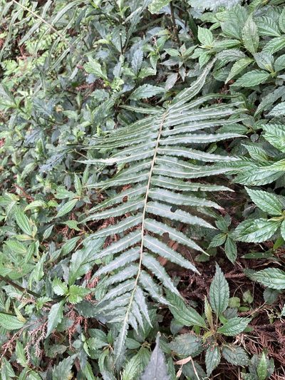 Plagiogyria glauca, photographed by 張家瑜