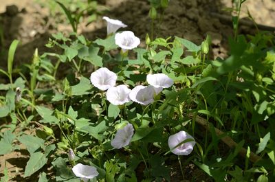 Calystegia hederacea, photographed by Zinogre