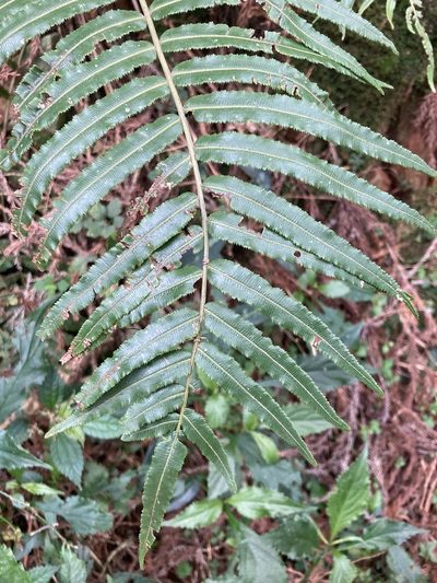 Plagiogyria glauca, photographed by 張家瑜
