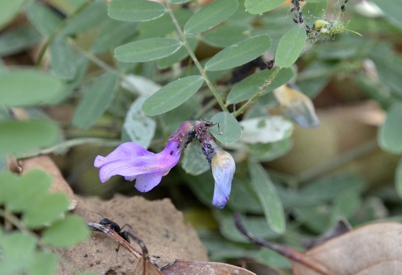 Vicia bungei, photographed by Zinogre