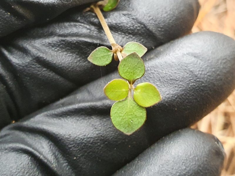 Coprosma rhamnoides, photographed by Jaco Grundling