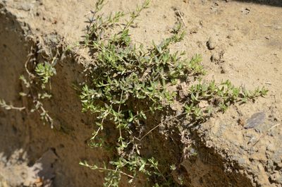 Sedum sarmentosum, photographed by Zinogre