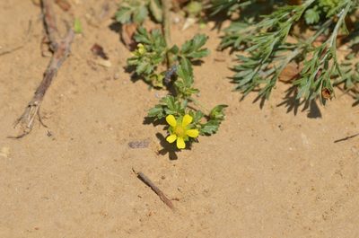 Potentilla supina, photographed by Zinogre