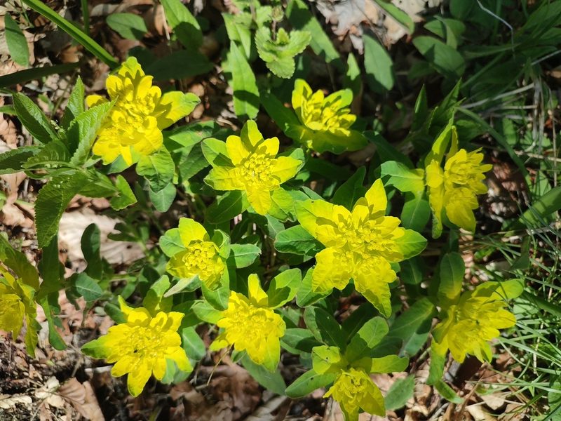 Euphorbia epithymoides, photographed by xulescu_g