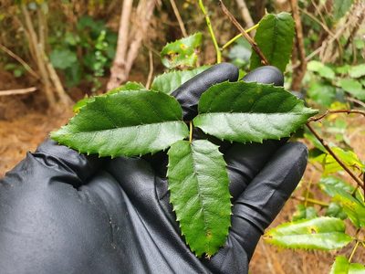 Rubus cissoides, photographed by Jaco Grundling