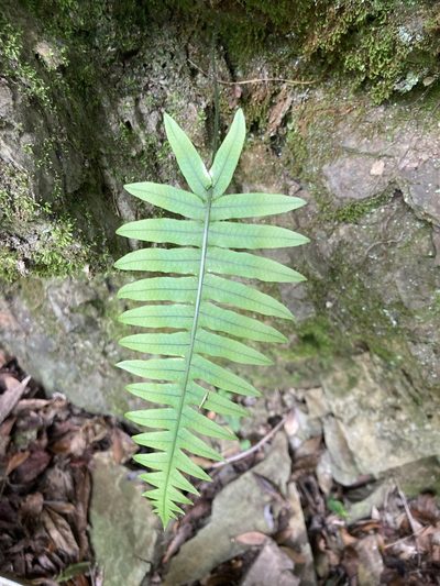 Goniophlebium amoenum, photographed by 張家瑜