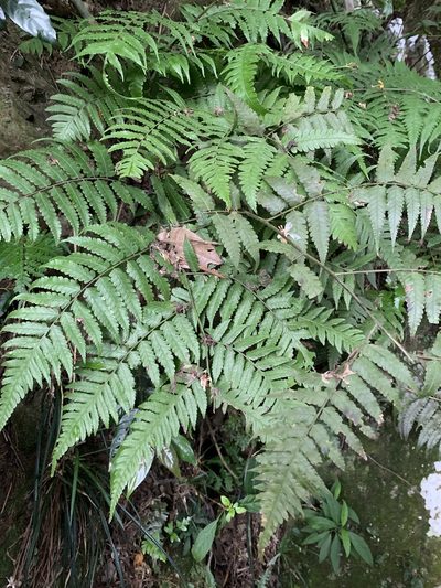 Diplazium taiwanense, photographed by 呂一起(Lyu yi-chi)