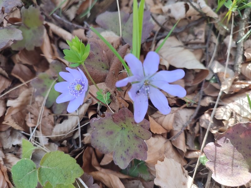 Hepatica transsilvanica, photographed by xulescu_g