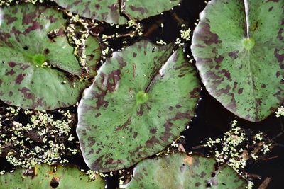 Nymphaea mexicana, photographed by Thomas Mesaglio