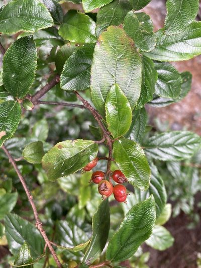 Viburnum taitoense, photographed by 張家瑜