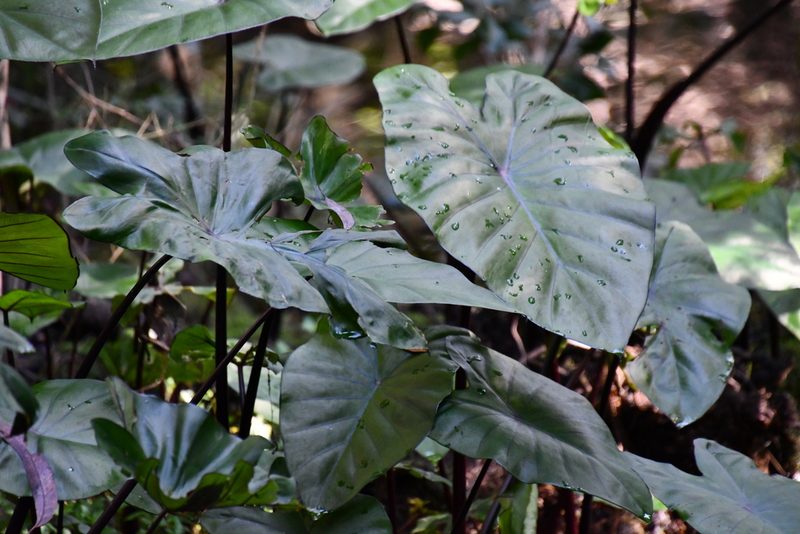 Colocasia fontanesii, photographed by Thomas Mesaglio
