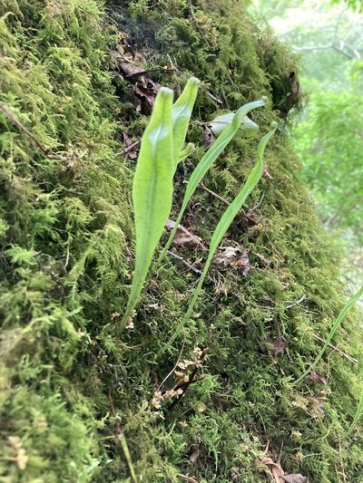 Lepisorus kawakamii, photographed by 張家瑜