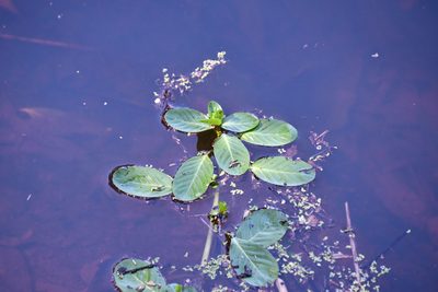 Ludwigia peploides, photographed by Thomas Mesaglio