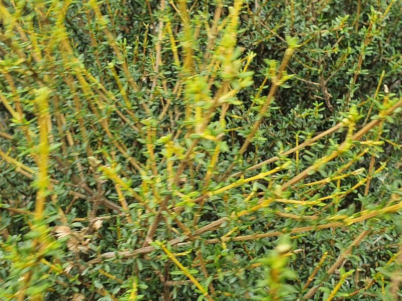Olearia solandri, photographed by Jaco Grundling