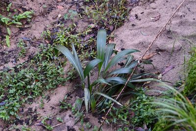 Setaria palmifolia, photographed by Thomas Mesaglio