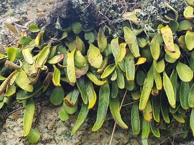 Pyrrosia eleagnifolia, photographed by Jaco Grundling