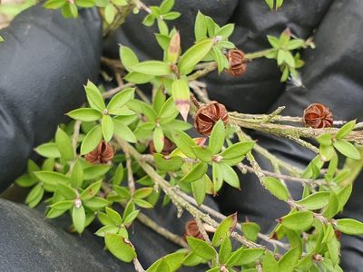 Leptospermum scoparium, photographed by Jaco Grundling