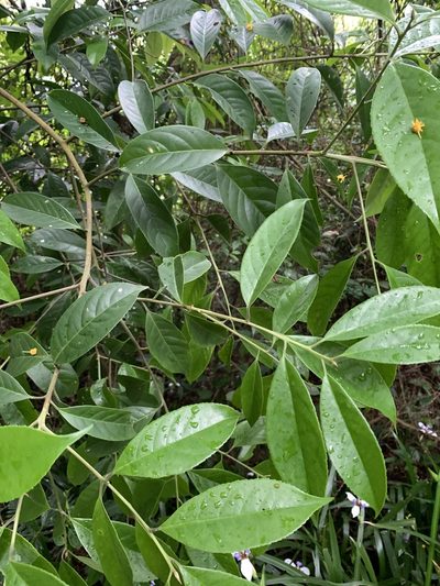 Symplocos theophrastifolia, photographed by 呂一起(Lyu yi-chi)