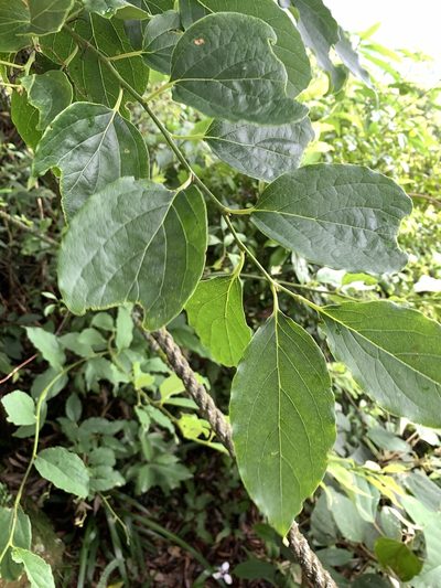 Diospyros oldhamii, photographed by 呂一起(Lyu yi-chi)