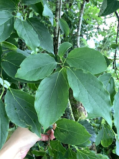 Diospyros oldhamii, photographed by 呂一起(Lyu yi-chi)