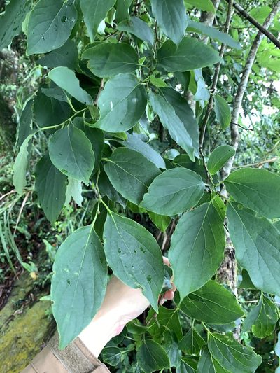 Diospyros oldhamii, photographed by 呂一起(Lyu yi-chi)