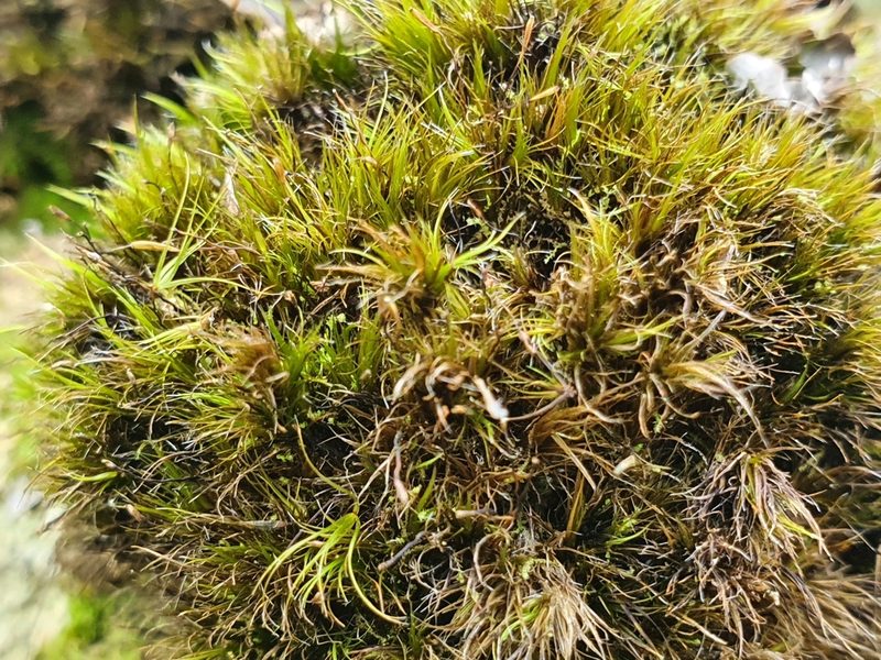 Campylopus clavatus, photographed by Jaco Grundling