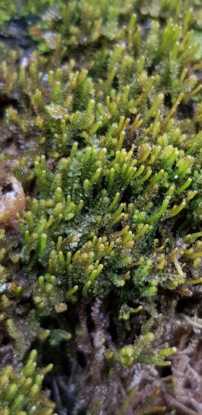 Neoorthocaulis attenuatus, photographed by Helen Waterman