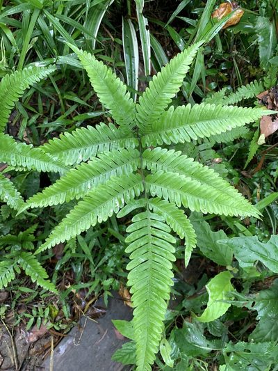 Pteris fauriei, photographed by 呂一起(Lyu yi-chi)