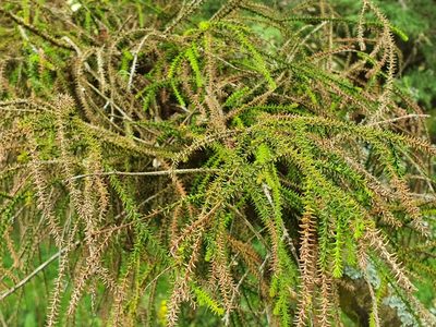 Dacrydium cupressinum, photographed by Jaco Grundling